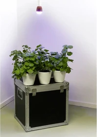 Venso Parus Grow Light Winter E27 7W LED-Pflanzenlampe