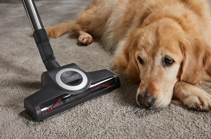Miele Blizzard CX1 Cat&Dog PowerLine SKCF5 mangorot