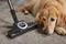 Miele Blizzard CX1 Cat&Dog PowerLine SKCF5 mangorot Vorschaubild