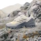 adidas Terrex Swift R3 GTX wonder beige/charcoal/semi spark (Herren) Vorschaubild