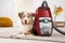 Miele Blizzard CX1 Cat&Dog PowerLine SKCF5 mangorot Vorschaubild
