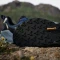 adidas Terrex Trailmaker 2 wonder steel/magic grey/core black (Herren) Vorschaubild