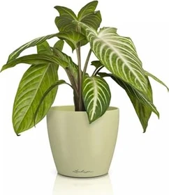 Lechuza Classico Color Deco 14 linde