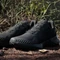 adidas Terrex Soulstride Rain.RDY core black/carbon/grey six (Herren) Vorschaubild