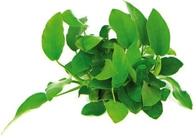 Dennerle Zwergspeerblatt - Anubias barteri var. nana mehrtriebig