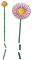 LEGO Botanicals - Kleiner Sommerstrauß Vorschaubild
