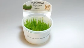 Tropica Wasserpflanze In-Vitro 1-2-Grow! Taxiphyllum Flame