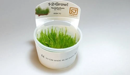 Tropica Wasserpflanzen im Becher, In-Vitro 1-2-Grow!