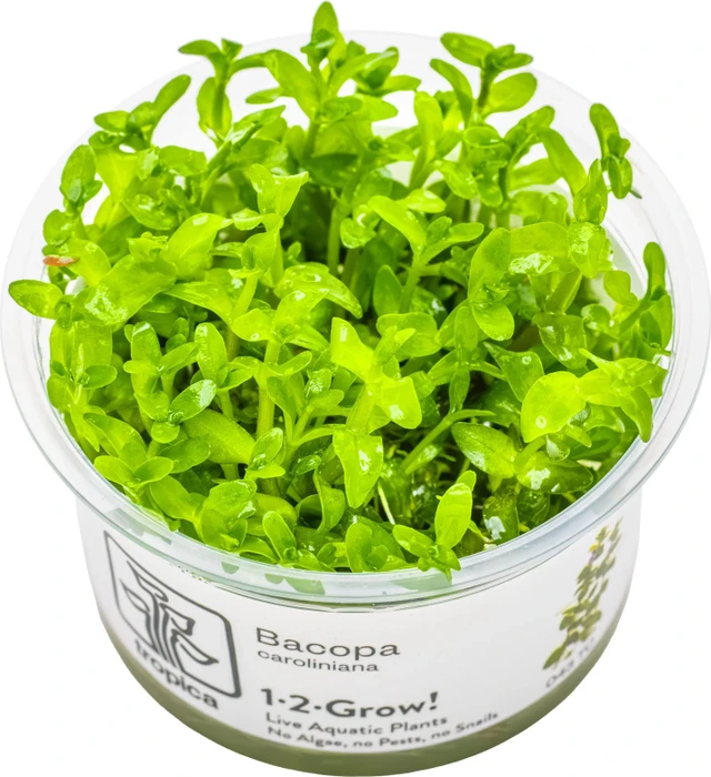 Tropica Wasserpflanze In-Vitro 1-2-Grow! Bacopa Caroliniana