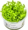 Tropica Wasserpflanze In-Vitro 1-2-Grow! Bacopa Caroliniana Vorschaubild