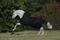 Kerbl Bucas Irish Turnout High Neck/50 Regendecke Vorschaubild