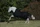 Kerbl Bucas Irish Turnout High Neck/50, Regendecke female, 1.30m, 50g, black/gold (65530-22)