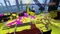 Splatoon - inkl. amiibo Figur Inkling-Tintenfisch (WiiU) Vorschaubild