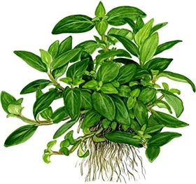 Tropica Wasserpflanze In-Vitro 1-2-Grow! Staurogyne Repens