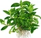 Tropica Wasserpflanze In-Vitro 1-2-Grow! Staurogyne Repens Vorschaubild