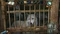 Echoes of the Past: Wolfsheiler (PC) Vorschaubild