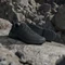 adidas Terrex Eastrail 3 core black/carbon/grey four (Herren) Vorschaubild