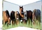 Herma Ordner 2-Ring mit Motiv, 70mm, A4, Animals Pferdewiese Vorschaubild