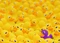 Ravensburger Puzzle Challenge Quietscheenten Vorschaubild