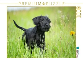 Calvendo Ein Motiv aus dem Kalender Riesenschnauzer... charakterstarke Hunde