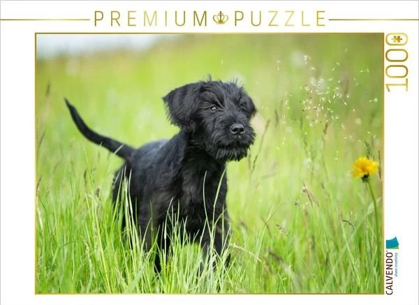Calvendo Ein Motiv aus dem Kalender Riesenschnauzer... charakterstarke Hunde