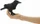 Folkmanis Fingerpuppe Mini Rabe (2698)