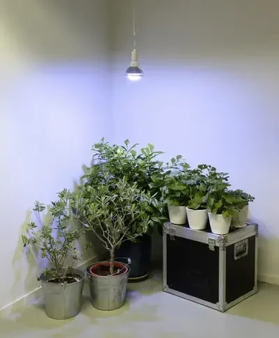 Venso Parus Grow Light Winter E27 18W LED-Pflanzenlampe (E501 210)