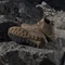 adidas Terrex Freehiker 3 Gore-Tex Mid khaki six/brown oxide/dark brown (Herren) Vorschaubild