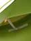 Vaude Adventure Taurus 2 Kuppelzelt avocado Vorschaubild