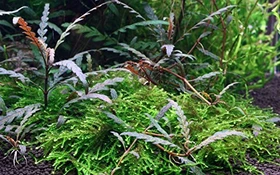 Tropica Wasserpflanze In-Vitro 1-2-Grow! Hygrophila Pinnatifida