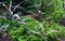 Tropica Wasserpflanze In-Vitro 1-2-Grow! Hygrophila Pinnatifida Vorschaubild