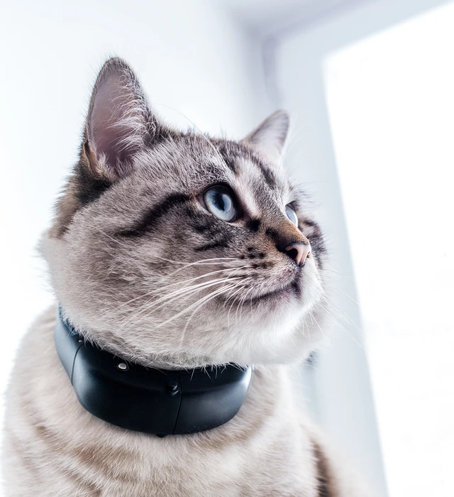 Tractive GPS Tracker-Halsband für Katzen, grau