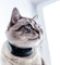 Tractive GPS Tracker-Halsband für Katzen, grau Vorschaubild