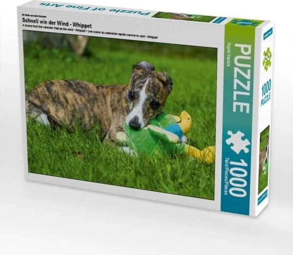 Calvendo Ein Motiv aus dem Kalender Schnell wie der Wind - Whippet