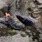 adidas Terrex Swift R2 GTX olive strata/aurora black/amber tint (Damen) Vorschaubild