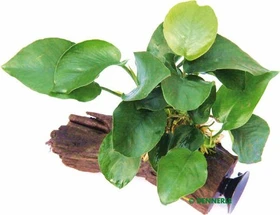 Dennerle Breitblättriges Speerblatt - Anubias barteri var. barteri Wurzel mit Sauger