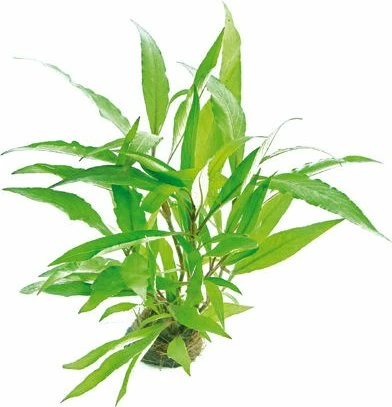 Dennerle Schmalblättriger Wasserfreund - Hygrophila corymbosa Thailand
