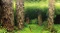 Hobby Fotorückwand Scaper's Hill & Scaper's Forest Vorschaubild