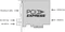 Blackmagic Design DeckLink Studio 4K Vorschaubild