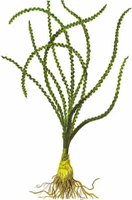 Tropica Crinum calamistratum Dauerwellenhakenlilie