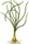 Tropica Crinum calamistratum Dauerwellenhakenlilie
