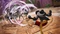 One Piece: Pirate Warriors 4 (PS4) Vorschaubild