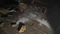 Resident Evil: Village - Winters' Expansion (Download) (Add-on) (PC) Vorschaubild