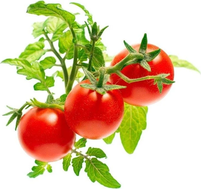 Emsa Click & Grow Substratkapseln Mini Tomate, 3 Stück