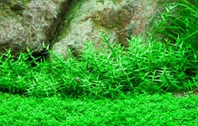 Tropica Wasserpflanze In-Vitro 1-2-Grow! Gratiola Viscidula