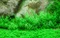 Tropica Wasserpflanze In-Vitro 1-2-Grow! Gratiola Viscidula Vorschaubild