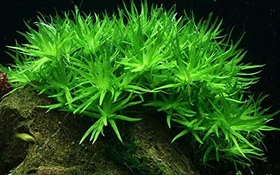 Tropica Wasserpflanze In-Vitro 1-2-Grow! Heteranthera Zosterifolia
