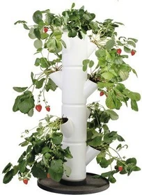 Gusta Garden Sissi Strawberry Starter Erdbeerbaum Rankhilfe weiß
