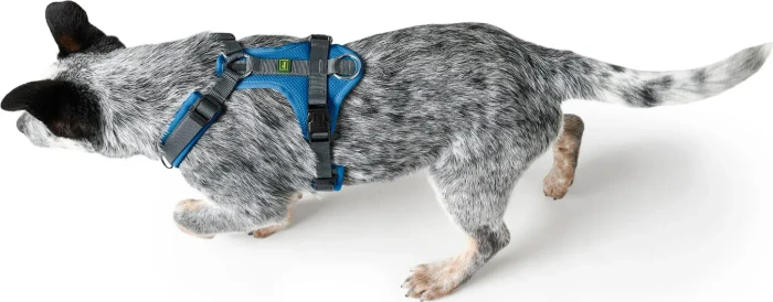 Hunter Geschirr Maldon Up, XS, blau/grau