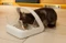 Sure Petcare SureFeed Microchip PetFeeder Futterautomat Vorschaubild